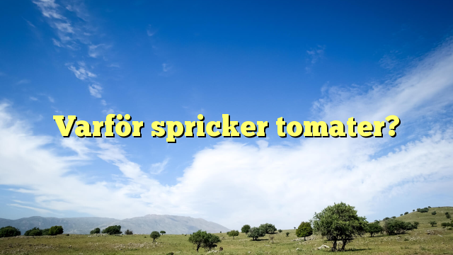 Varför spricker tomater?